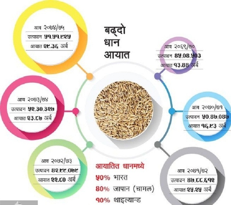 ६ वर्षको अवधिमा धानको आयात दोब्बर !